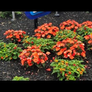 Meet your Posher, Jada